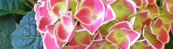 Screenshot der Website des Blumen-Studio Kalbfuss Screenshot der Website des Blumen-Studio Kalbfuss