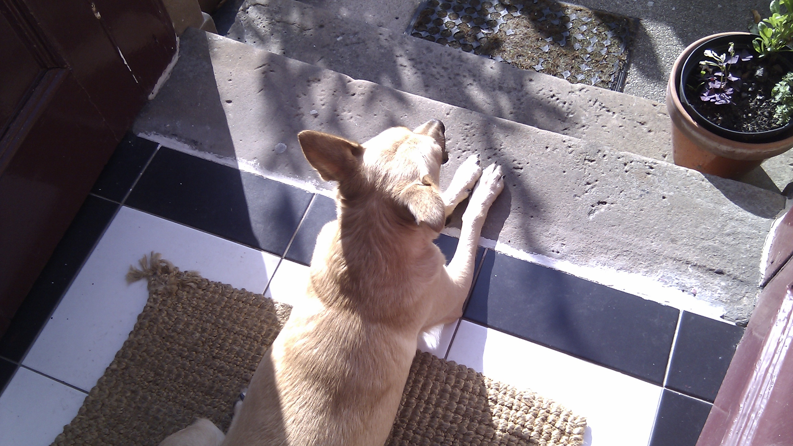 Dog