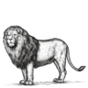 Engraving of a lion