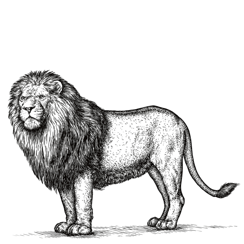 Engraving of a lion
