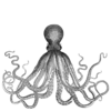 Octopus engraving Engraving of an octopus