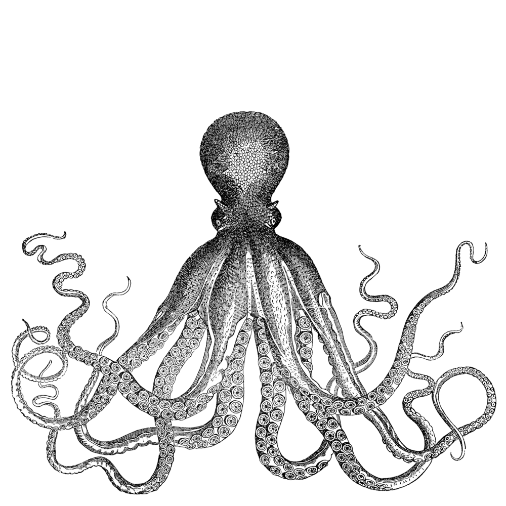 Engraving of an octopus