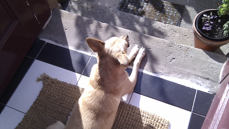 Dog